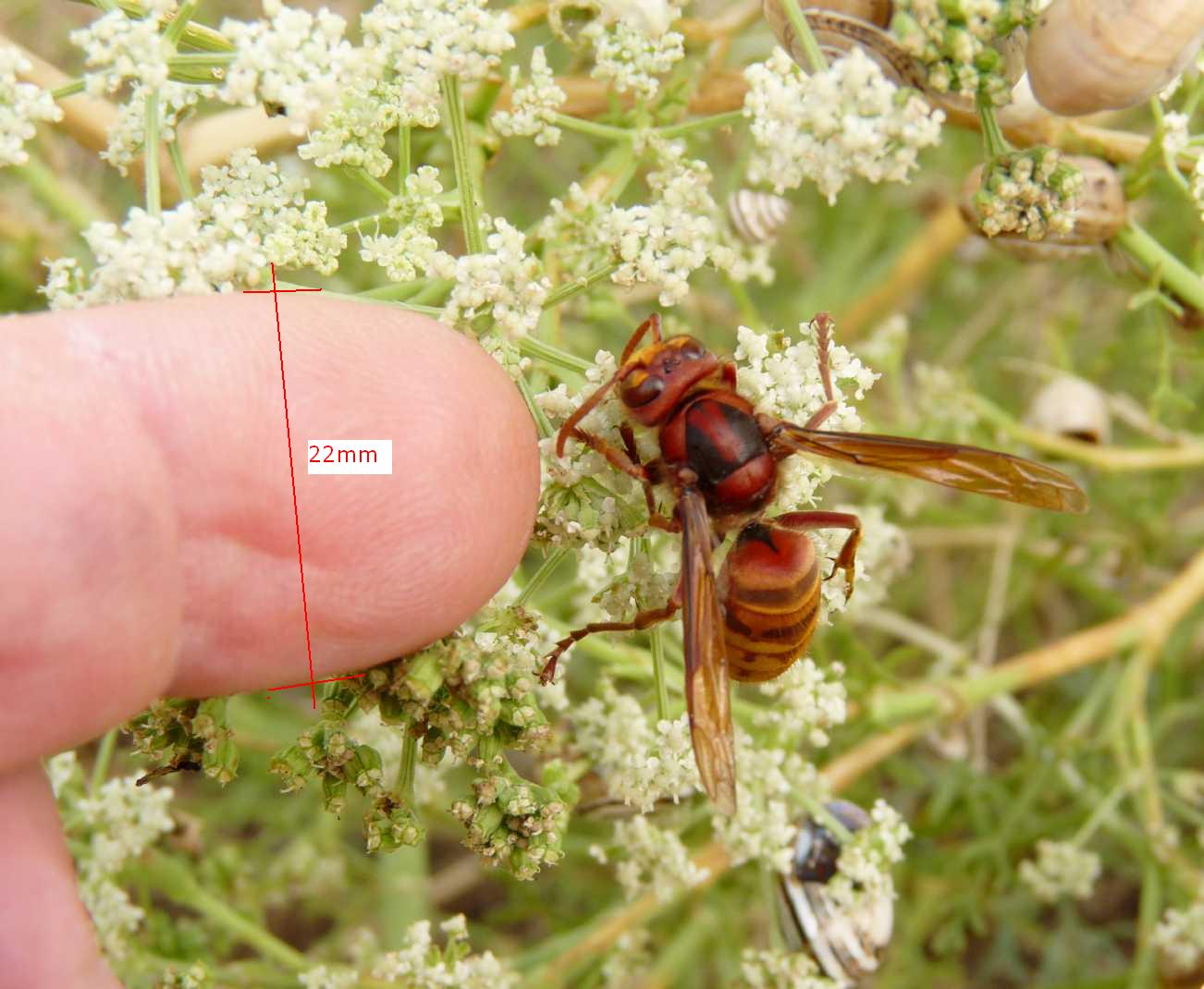 Il calabrone Vespa crabro ♂ (Vespidae)